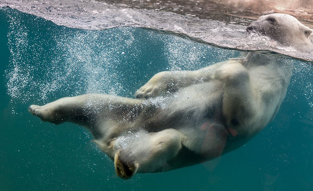 Untitled art print by Abbas Ali Amir for $57.95 CAD