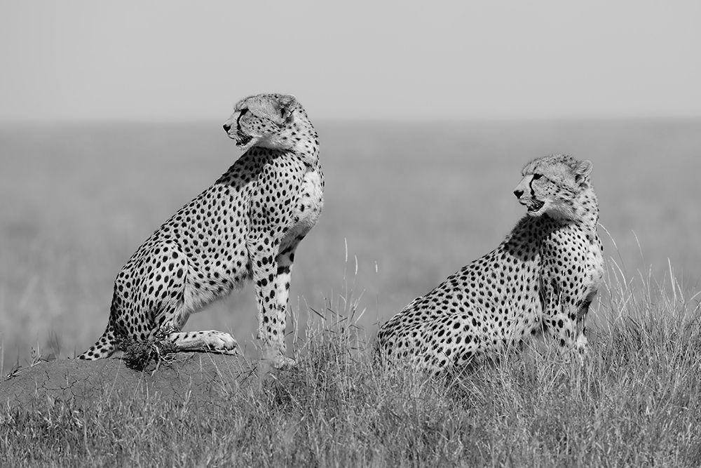 Whats Going On Here Around? art print by Marco Pozzi for $57.95 CAD