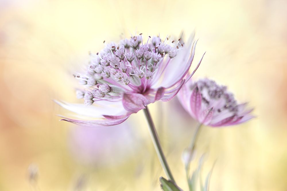 Pink Astrantia art print by Mandy Disher for $57.95 CAD