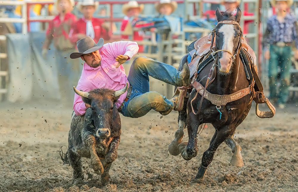 Steer Wrestling art print by David Hua for $57.95 CAD