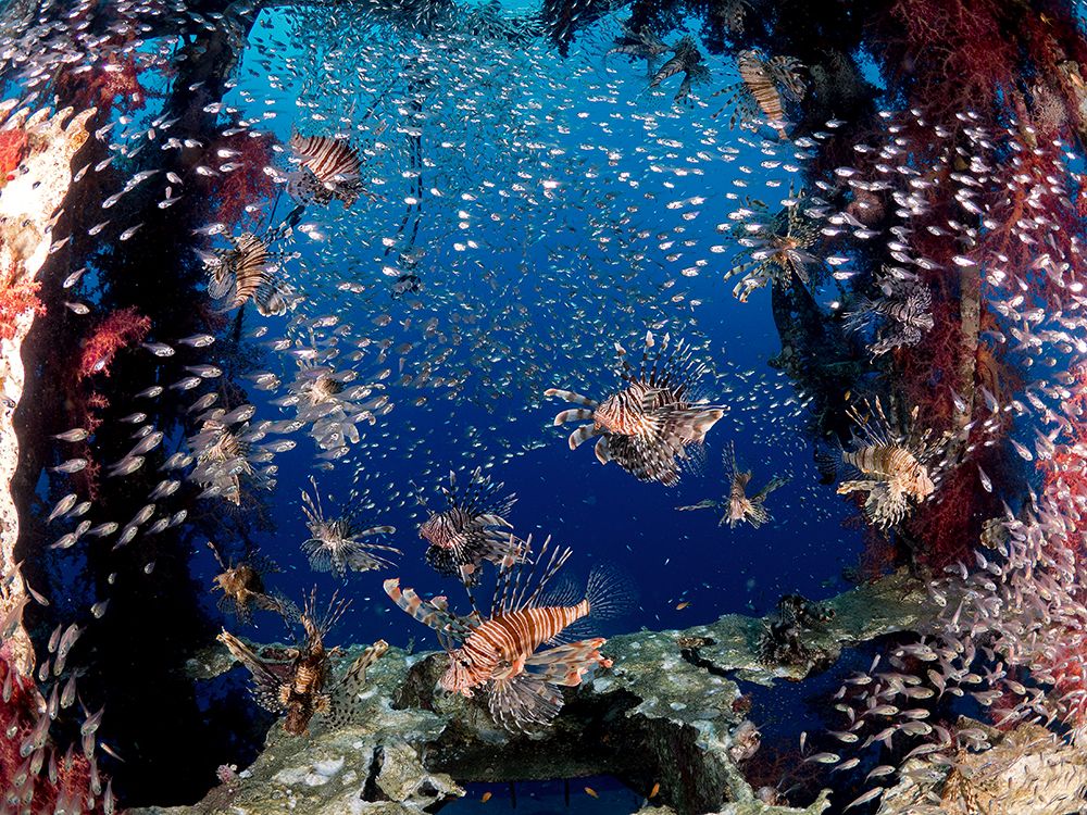 Lionfish Party art print by Ilan Ben Tov for $57.95 CAD