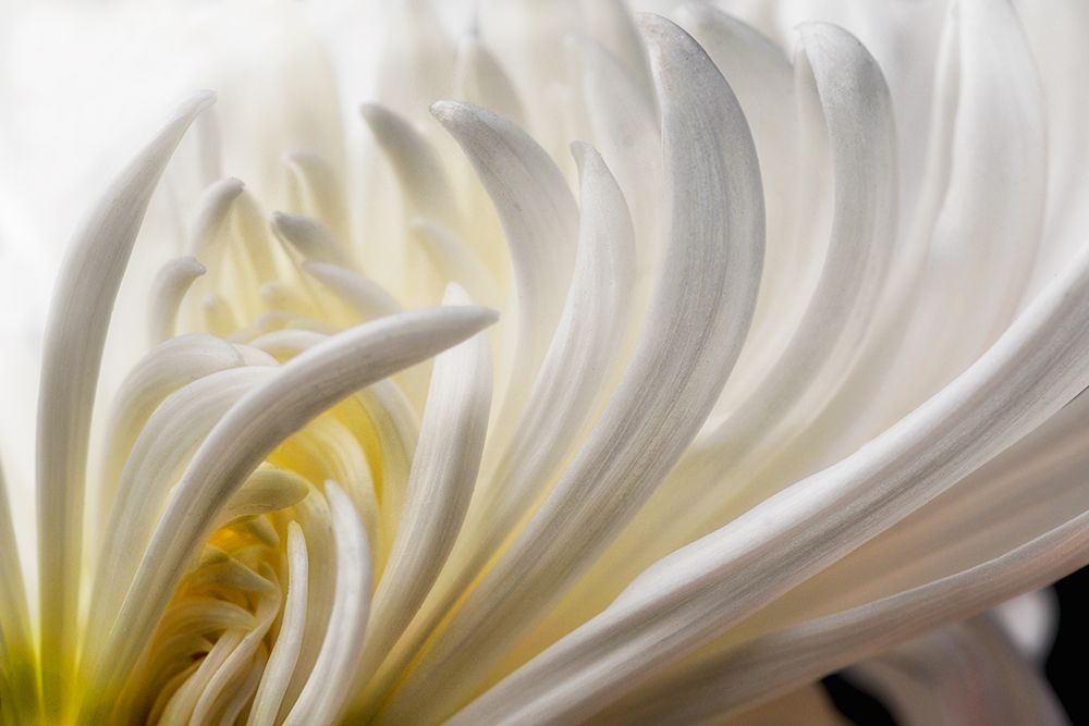 Dahlia 5 art print by David Rothstein for $57.95 CAD