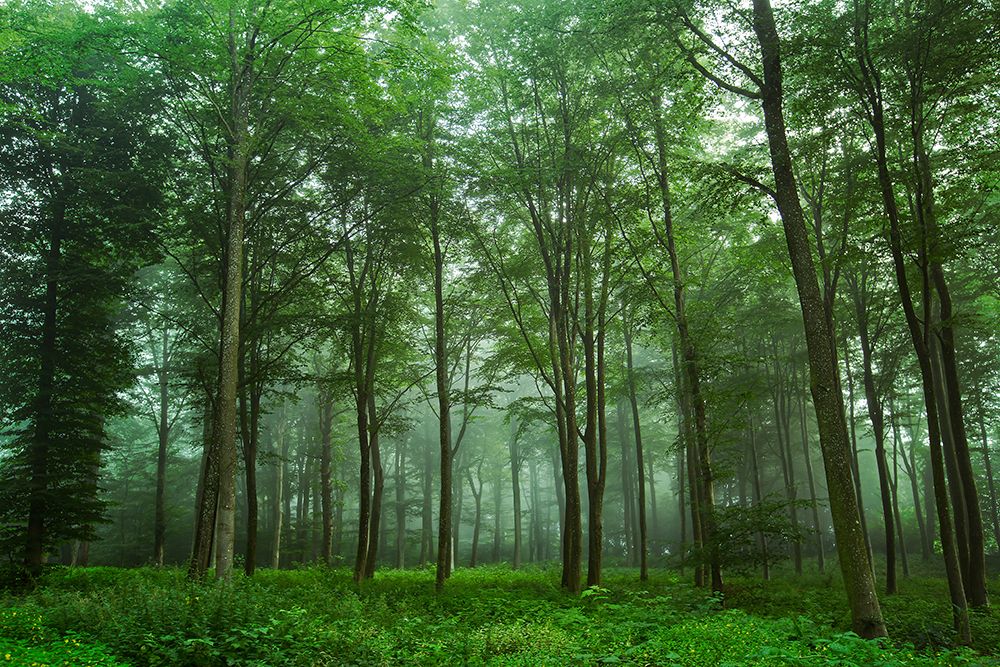 Forest View art print by Leif Londal for $57.95 CAD