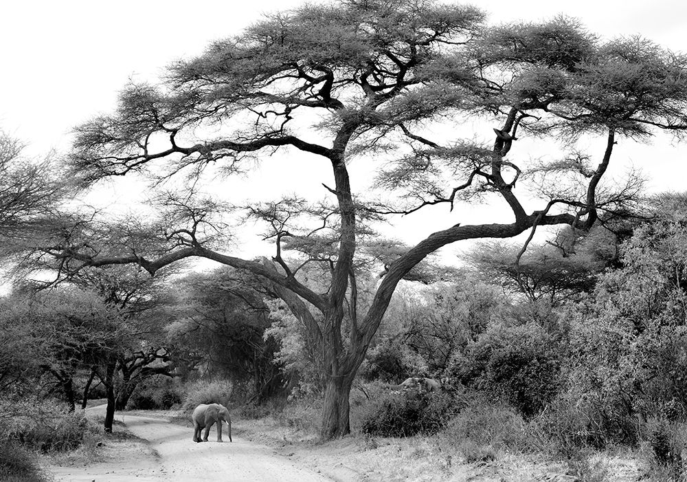 under the acacia art print by Jorge Llovet for $57.95 CAD