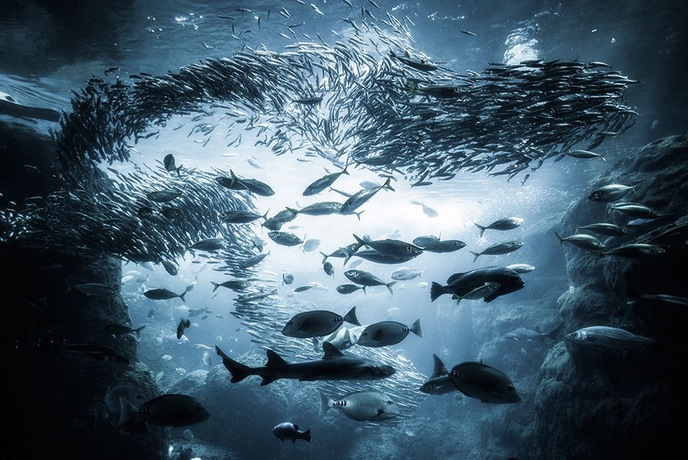 Underwater exploration art print by Takashi Suzuki for $57.95 CAD