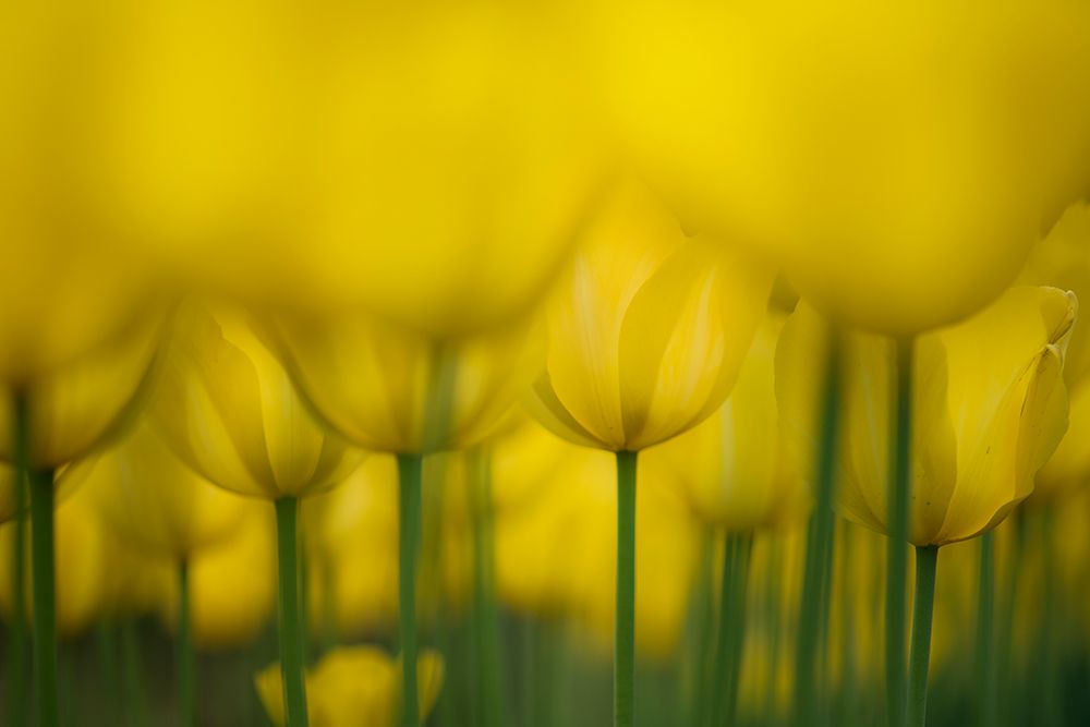 Yellow One Color art print by Takashi Suzuki for $57.95 CAD