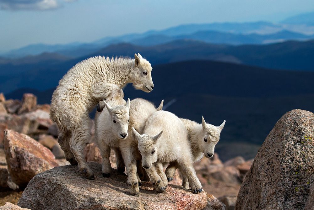 Baby Goats At Play art print by Verdon for $57.95 CAD