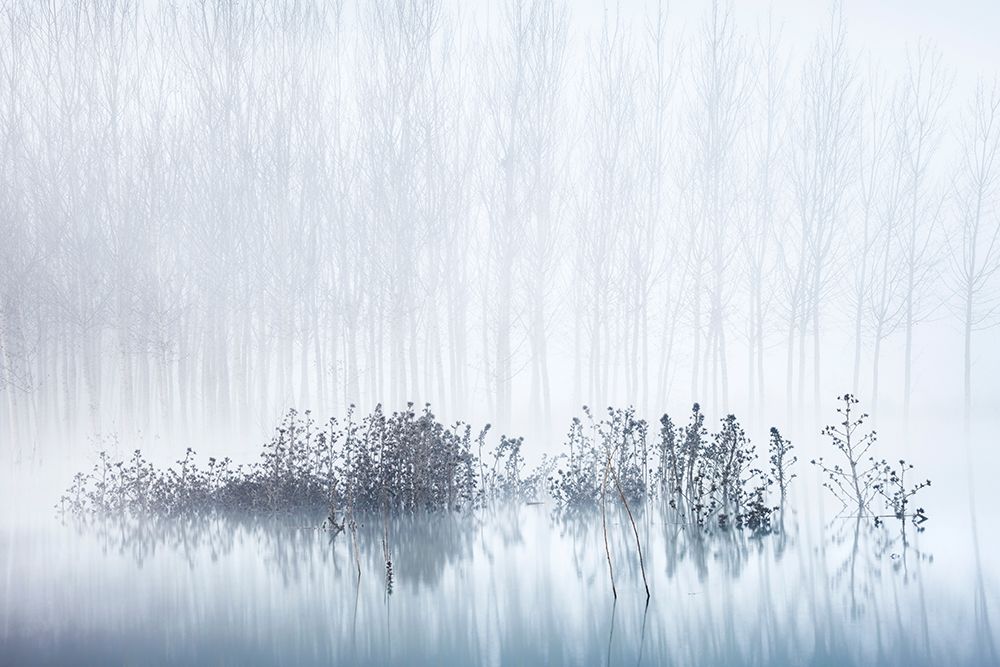 Cold A Foggy Morning In The Swamp art print by David Frutos for $57.95 CAD