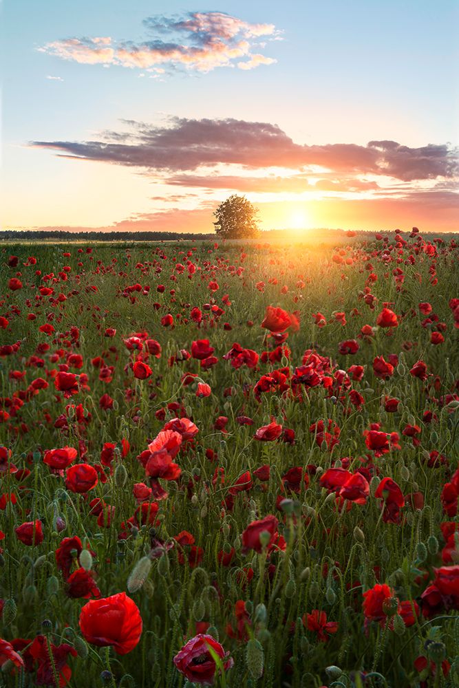 Poppy Fields Of Sweden art print by Christian Lindsten for $57.95 CAD