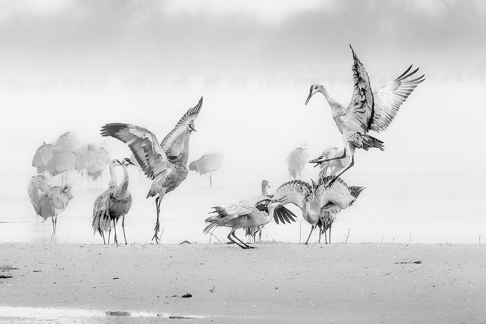 Sandhill Cranes in Morning art print by Jun Zuo for $57.95 CAD