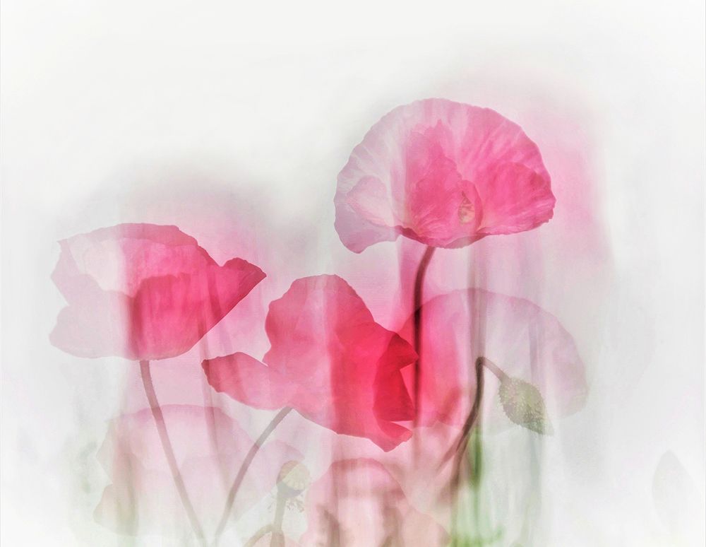 Flowers art print by Cindy Liu for $57.95 CAD