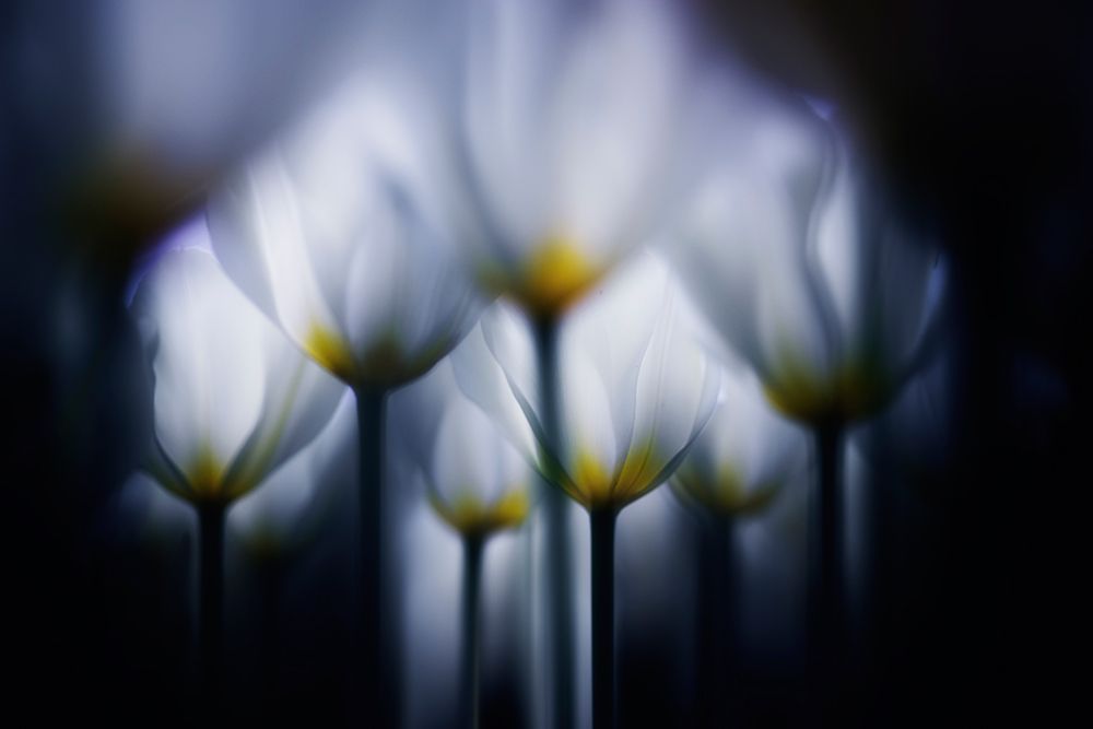 Overlapping white art print by Takashi Suzuki for $57.95 CAD