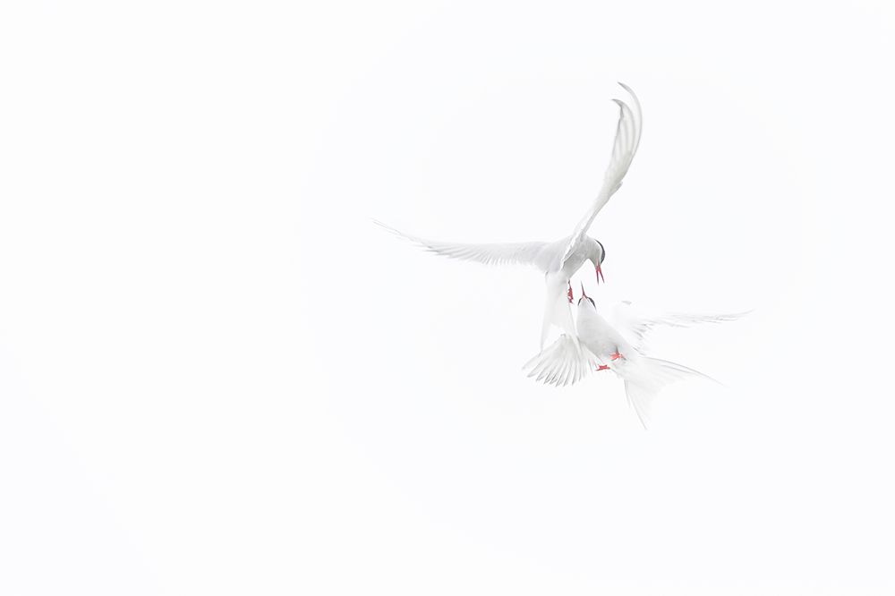 Arctic Terns art print by Roberto Marchegiani for $57.95 CAD