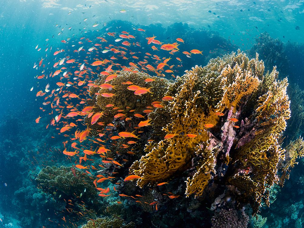 Reefscape art print by Ilan Ben Tov for $57.95 CAD
