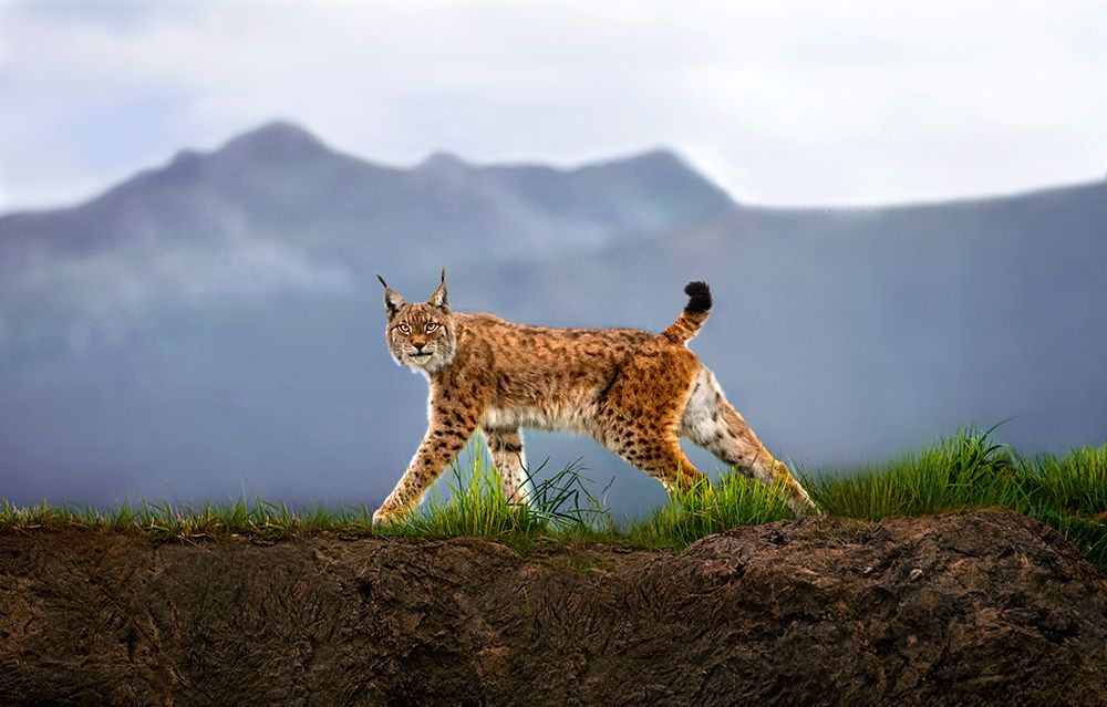Walking Lynx art print by Xavier Ortega for $57.95 CAD