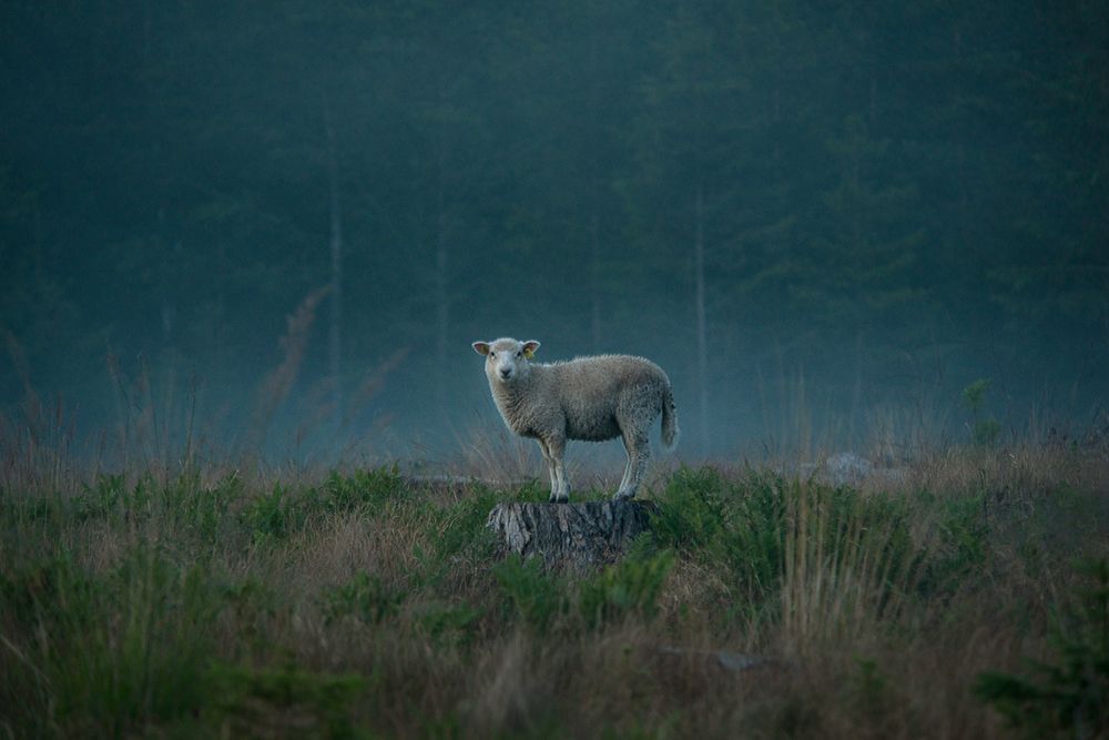 Moody Sheep art print by Christian Lindsten for $57.95 CAD