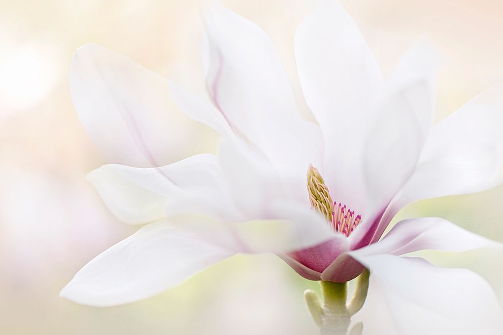 Purity art print by Jacky Parker for $57.95 CAD