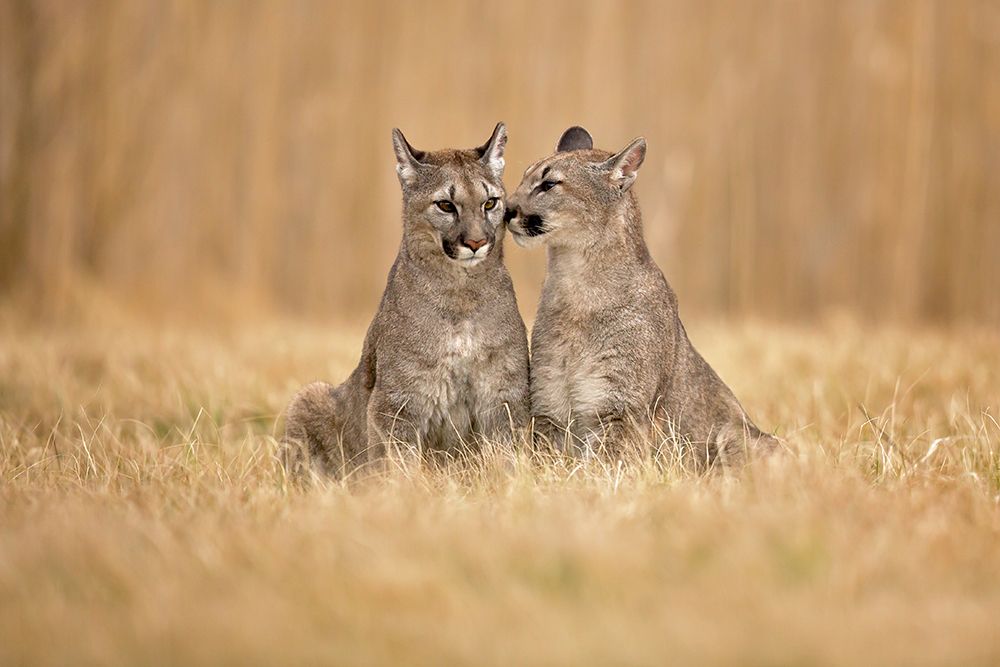 Cougars art print by Milan Zygmunt for $57.95 CAD