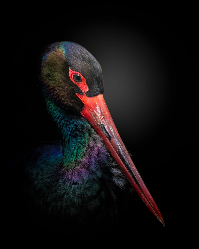 The Black Stork art print by Fegari for $57.95 CAD