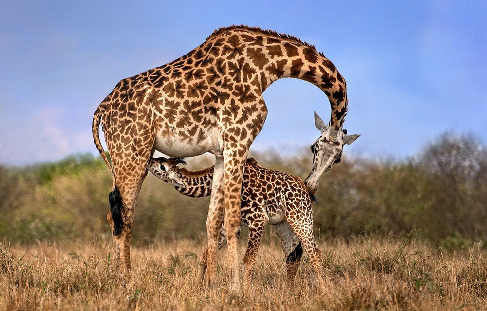 Giraffe with cup art print by Xavier Ortega for $57.95 CAD