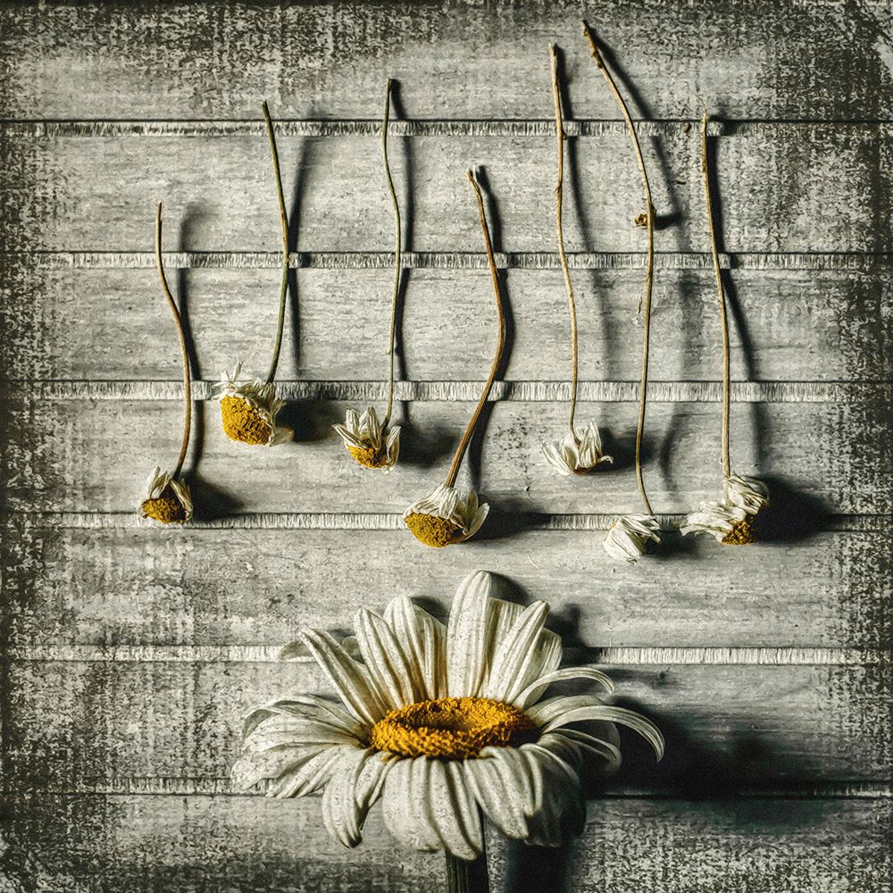 Survival art print by Evelina Petkova for $57.95 CAD