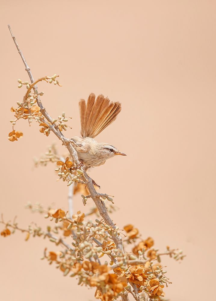 Scrub Warbler art print by Shlomo Waldmann for $57.95 CAD