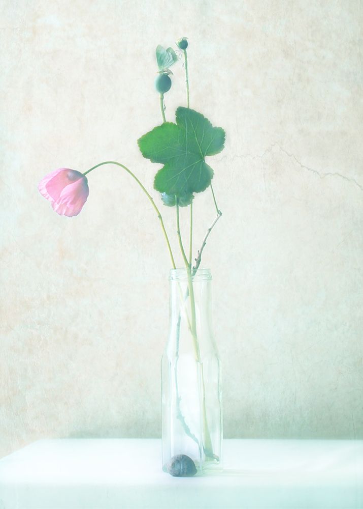 The Pink Flower art print by Delphine Devos for $57.95 CAD