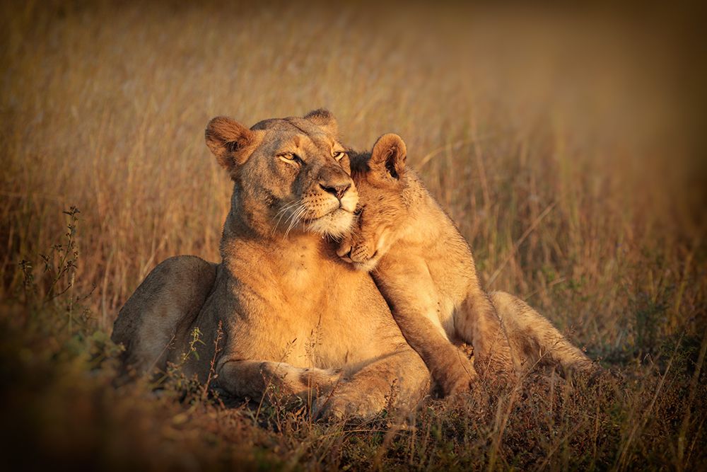 Feline Family art print by Jaco Marx for $57.95 CAD