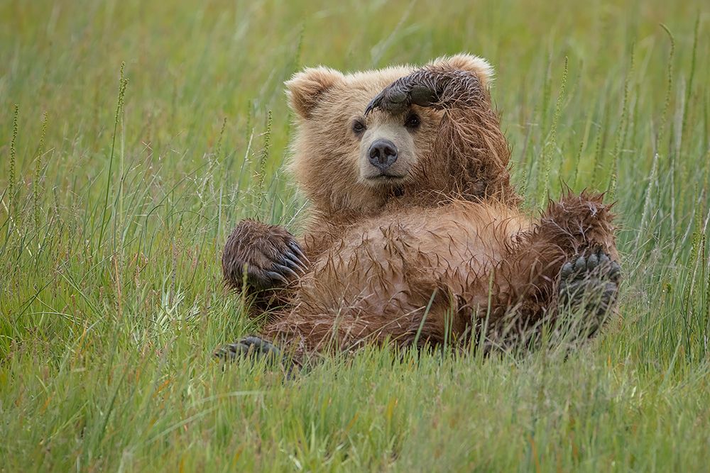 Whos There ? art print by Renee Doyle for $57.95 CAD