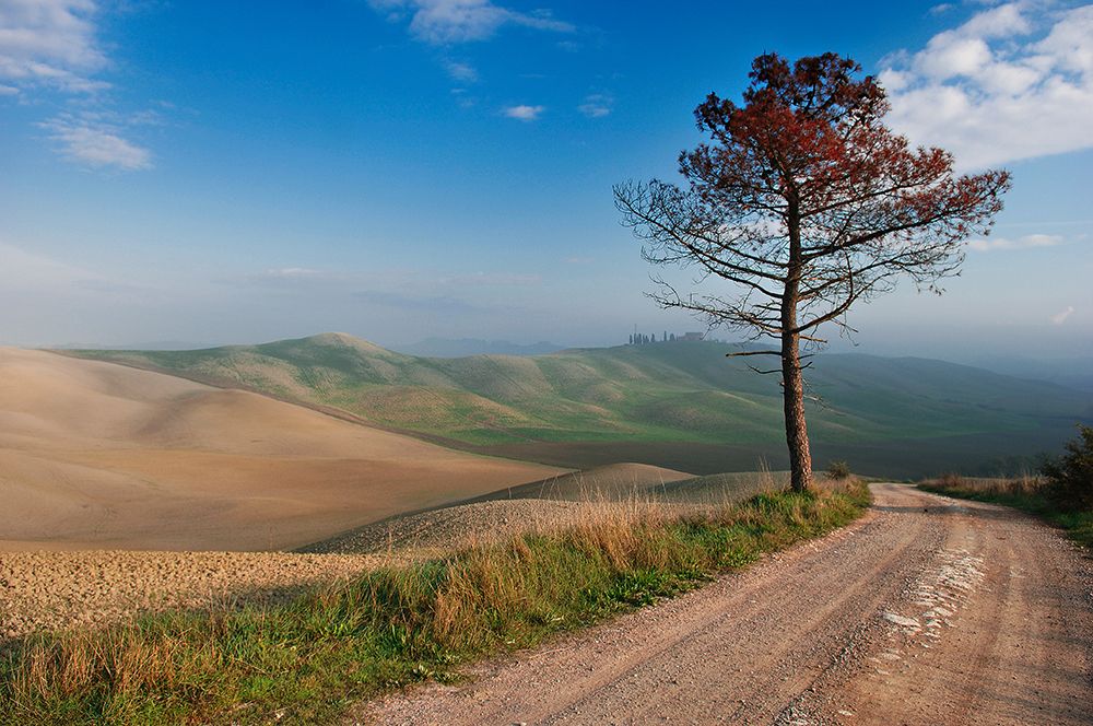 Lonely Tree art print by Jure Kravanja for $57.95 CAD