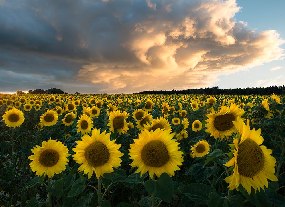Sunflowers In Sweden. art print by Christian Lindsten for $57.95 CAD