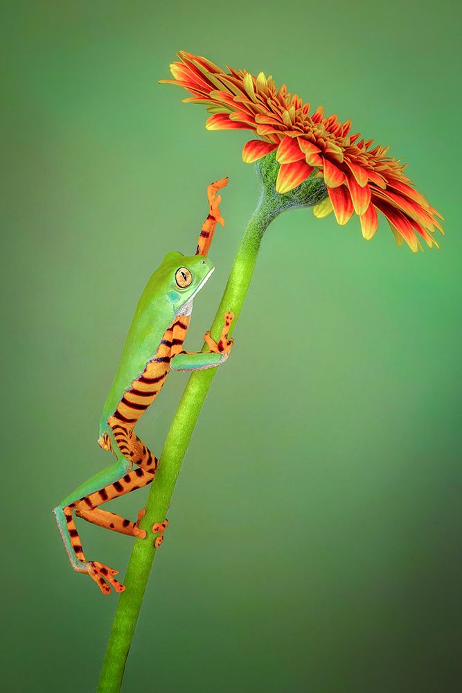 The Climber art print by Renee Doyle for $57.95 CAD