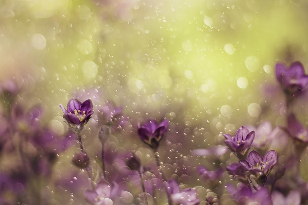 Purple Dream art print by Delphine Devos for $57.95 CAD