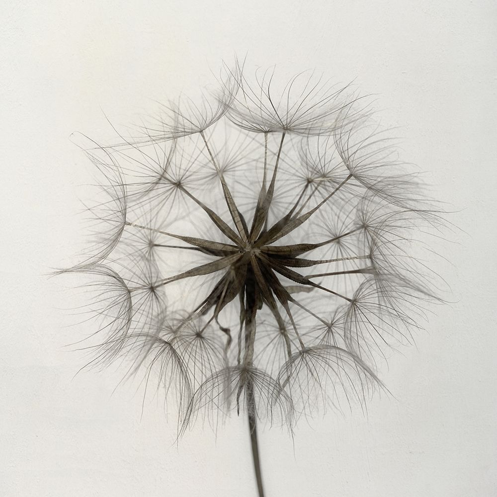 Tragopogon art print by Lotte Gronkjar for $57.95 CAD