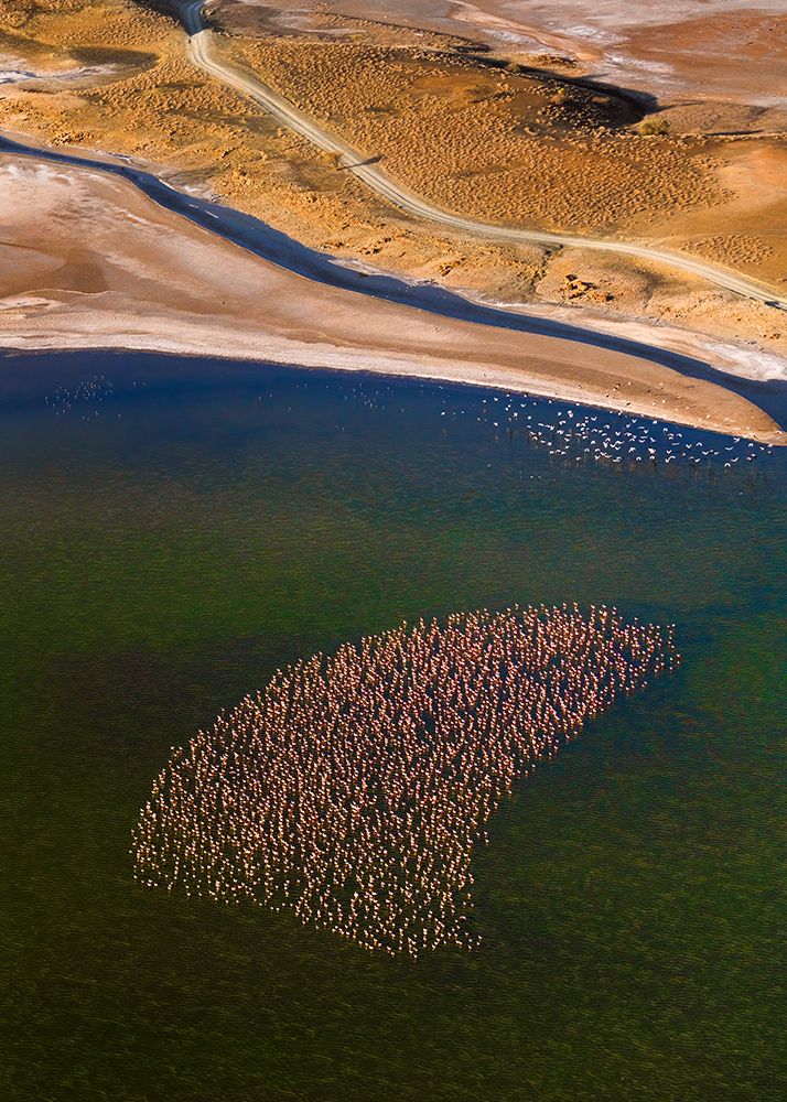 Flamingos On The Lake art print by John Fan for $57.95 CAD