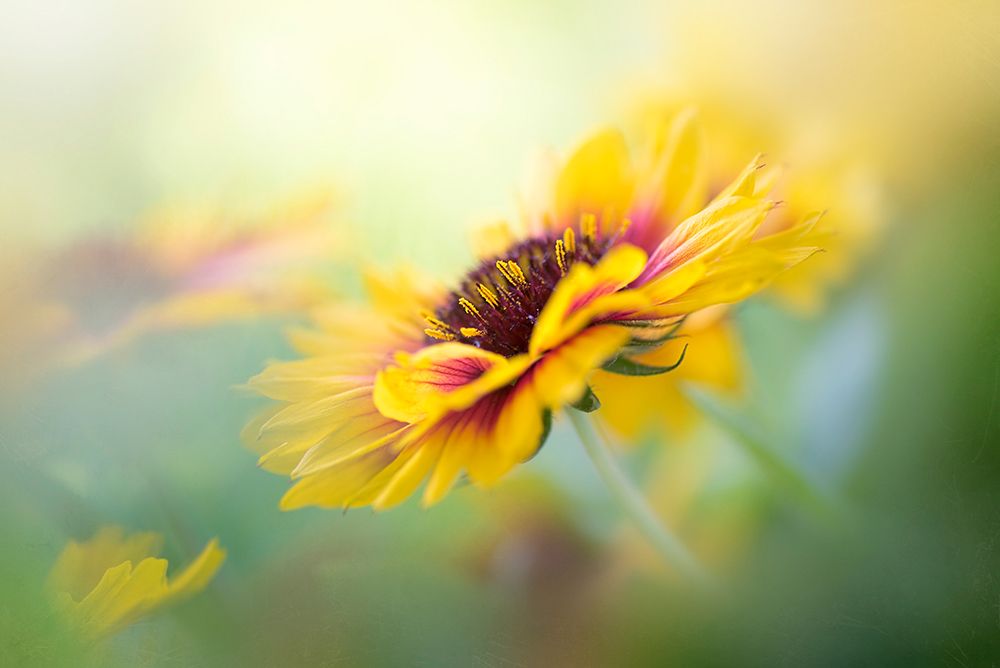Gaillardia art print by Jacky Parker for $57.95 CAD