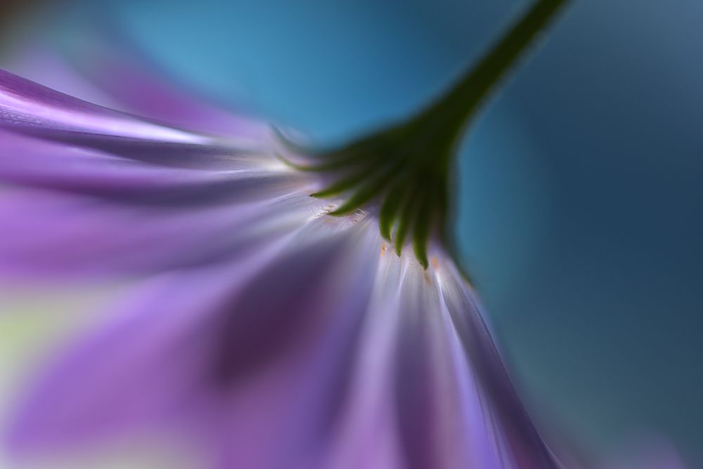 Bright Marguerites art print by Heidi Westum for $57.95 CAD