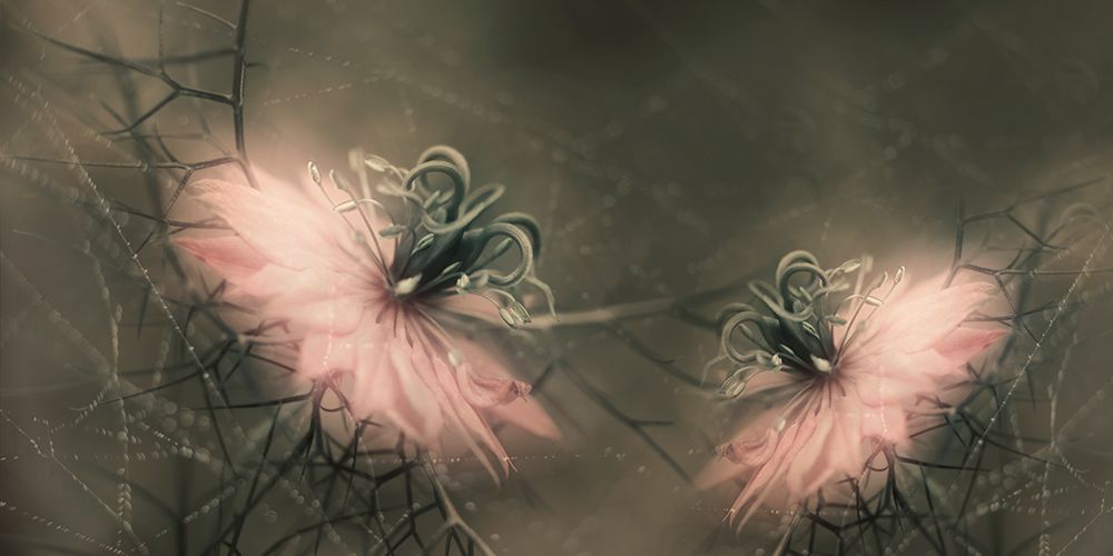 The Virgins art print by Heidi Westum for $57.95 CAD