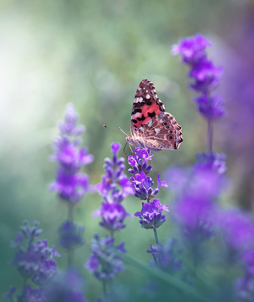 Lavender Queen... art print by Juliana Nan for $57.95 CAD