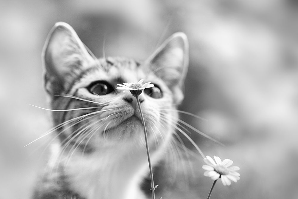 Curious art print by Mirjam Delrue for $57.95 CAD