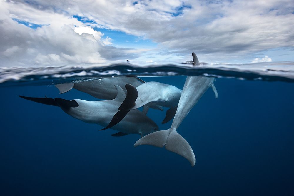 Pod of dolphin at the surface art print by Barathieu Gabriel for $57.95 CAD
