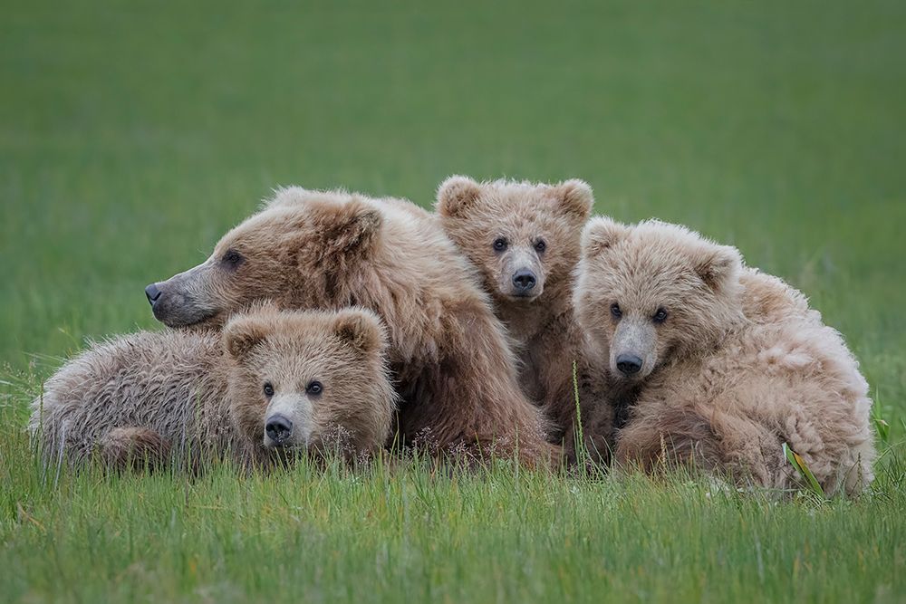 Bear Huddle art print by Renee Doyle for $57.95 CAD