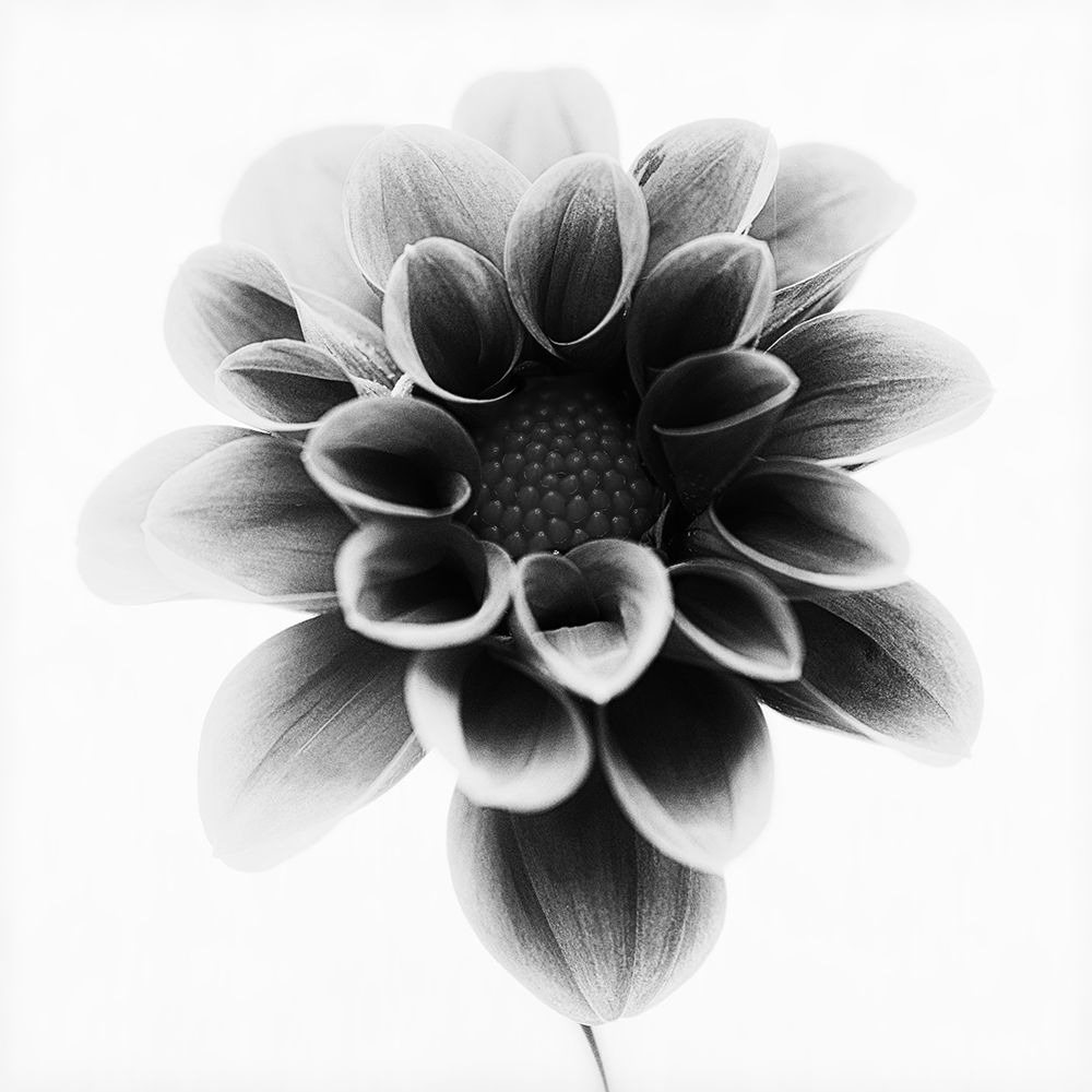 Dahlia art print by Lotte Gronkjar for $57.95 CAD
