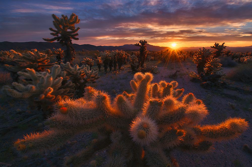 Cholla Garden art print by Inigo Cia for $57.95 CAD