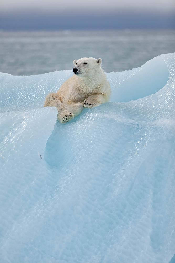 Relaxed Polar Bear art print by Joan Gil Raga for $57.95 CAD