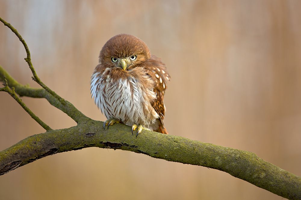 Ferruginous Pygmy Owl art print by Milan Zygmunt for $57.95 CAD