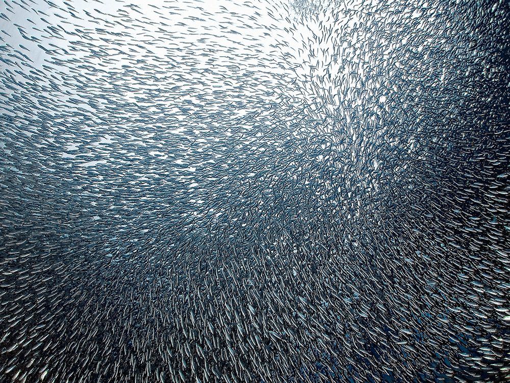 Sardines Firework art print by Henry Jager for $57.95 CAD