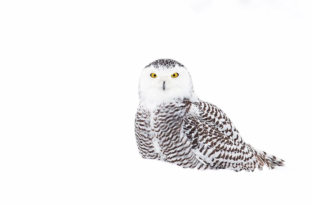 Snowy Owl In Winter Snow art print by Jim Cumming for $57.95 CAD