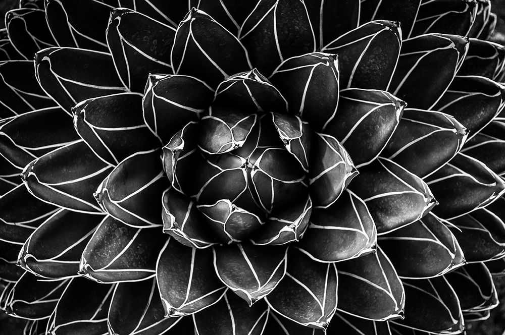 Natural Math art print by Monica Valentina Patrascoiu for $57.95 CAD