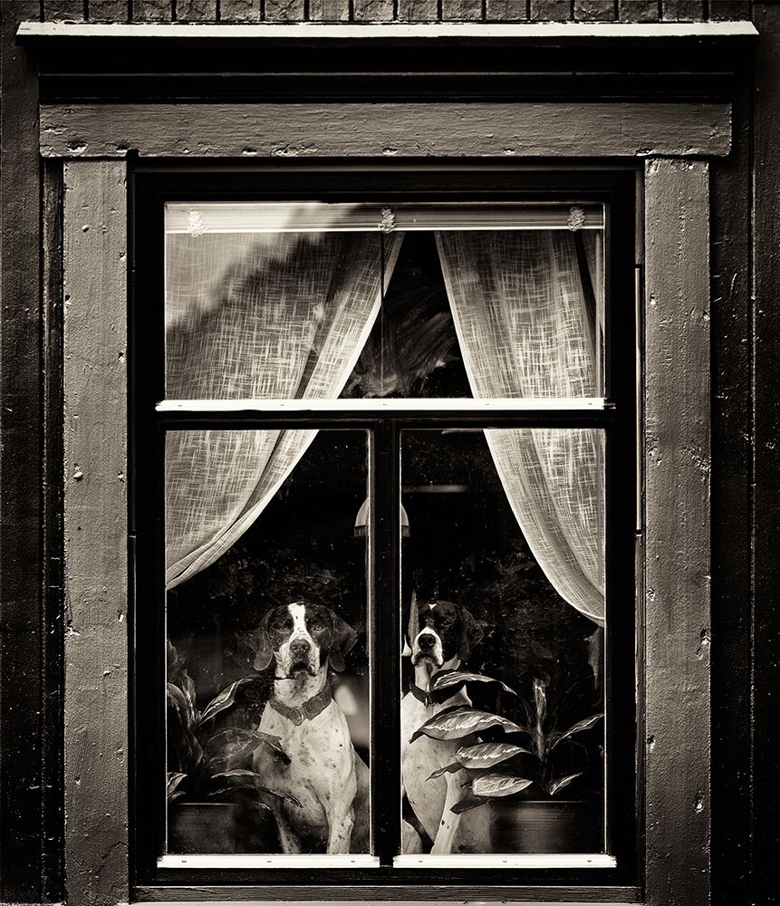 Dogs art print by Julien Oncete for $57.95 CAD